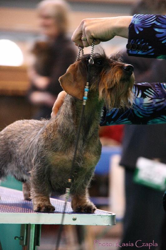 Crufts2011_2 1310.jpg